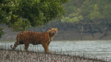 sundarban tour operator