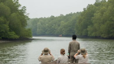 Sundarban tour